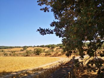 Scenic view of agricultural field against clear sky