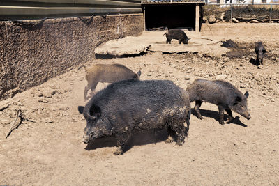 Wild domestic pigs