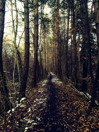 Road passing through forest