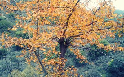 Yellow flowers growing on tree