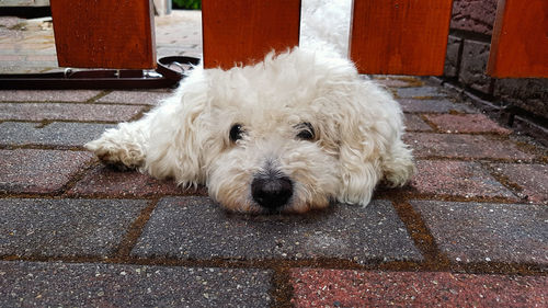 Portrait of white dog relaxing outdoors