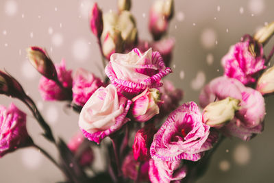 Close-up of pink flowers