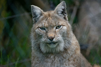 Close-up of cat