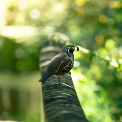 Close-up of bird perching on branch