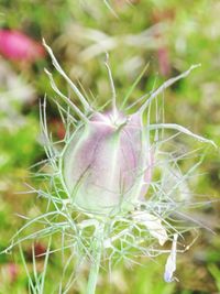 Close-up of flower plant