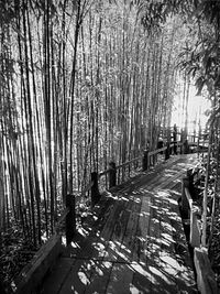 Trees along road