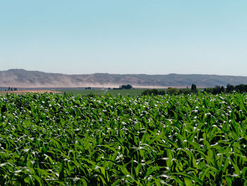 Scenic view of field against clear sky