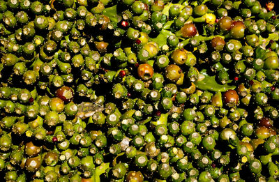 Full frame shot of fruits