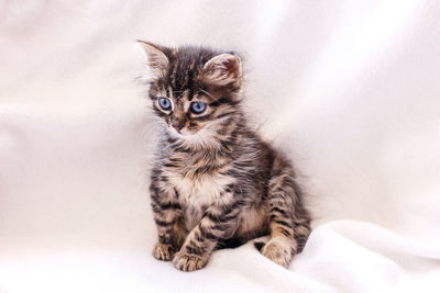 Beautiful fluffy tabby kitten with big blue eyes