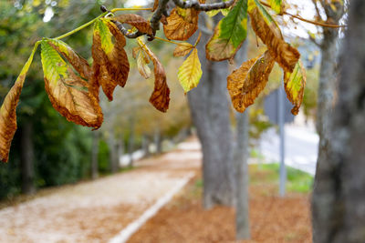 Close-up of fruit hanging on tree