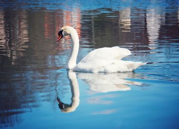 Swan floating on lake