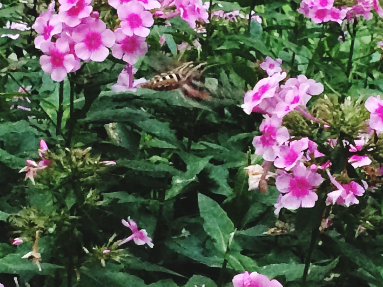 CLOSE-UP OF BUTTERFLY ON PINK FLOWER