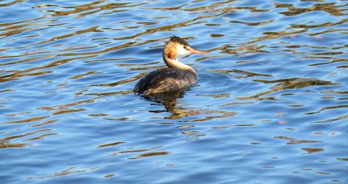 High angle view of duck swimming in lake