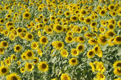 Full frame shot of sunflower field