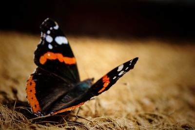 Close-up of butterfly on flower