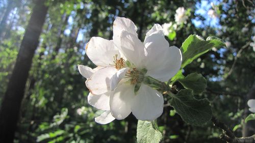 Close-up of white flowers