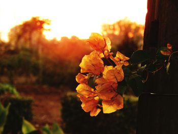 Close-up of orange flowers on tree