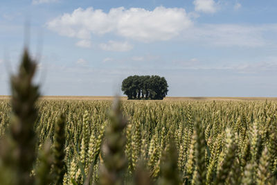 Scenic view of wheat field against sky