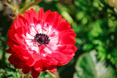 Close-up of pink flower