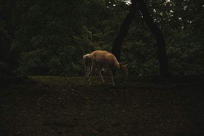 Horse standing in a field