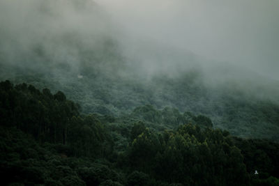 Scenic view of forest against cloudy sky