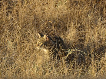 View of cat on field