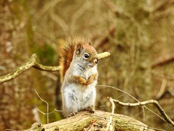 Close-up of squirrel on tree