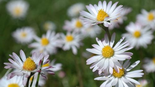 Close-up of white daisy blooming outdoors