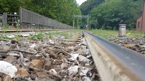 Railroad tracks amidst trees