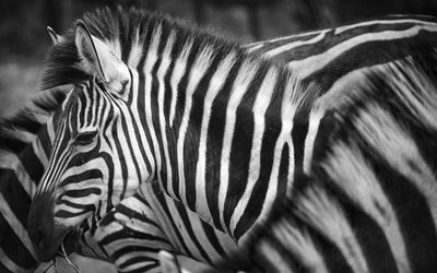 Close-up of zebra