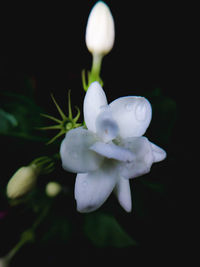 Close-up of white flowering plant