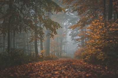 Trees in forest during autumn