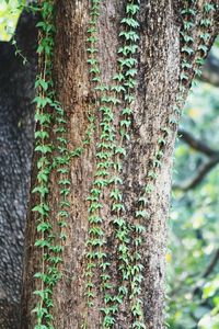 Close-up of ivy on tree trunk