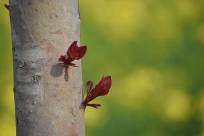 Close-up of red flowering plant