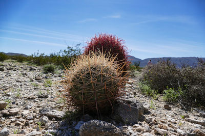 Cactus growing against sky