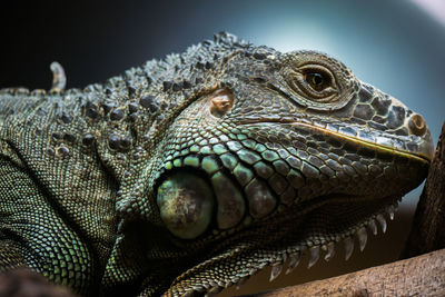 Close-up of a turtle