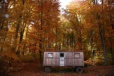 Trees in forest during autumn