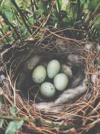 High angle view of eggs in nest