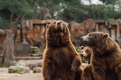 Bears at zoo