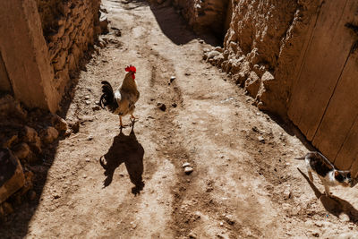 High angle view of rooster in street