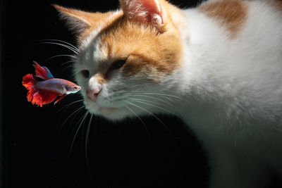 Close-up of cat looking away