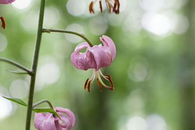 Close-up of pink flowering plant