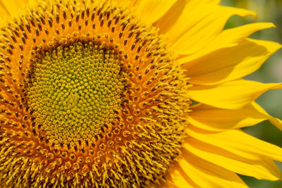 Close-up of sunflower