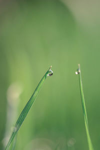Close-up of dewdrops on grass