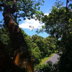 Low angle view of trees against sky