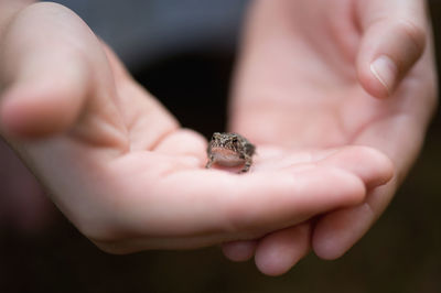 Cropped image of hand holding frog