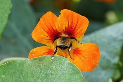 Close-up of bee on orange flower