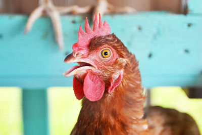 Close-up of rooster