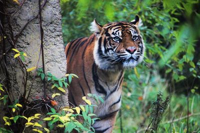 Portrait of tiger in forest