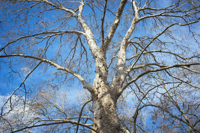 Low angle view of bare tree against blue sky